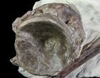 Xiphactinus (Cretaceous Fish) Vertebra and Rib- Kansas #64171-1